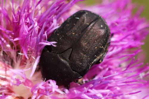Netocia morio